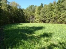 Lush Summer Plots Keep The Deer Nearby