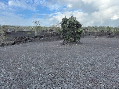 A blank canvas for your ideas with beautiful thriving Ohia Lehua.