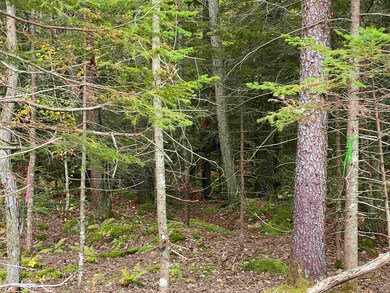 54 Draper Mill Rd, Grantham, NH 03753 - photo 3