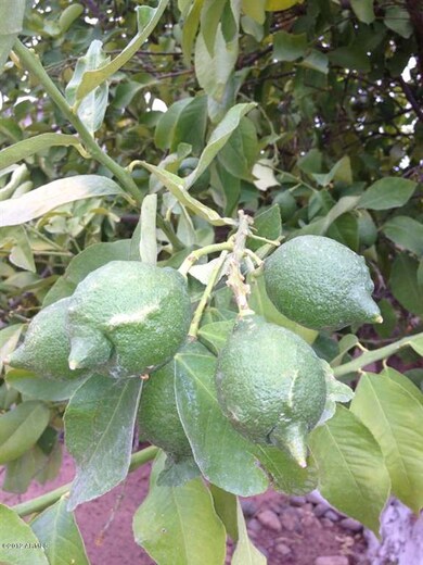 Lemon Tree