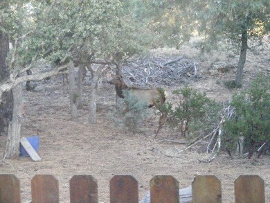 Elk Strolling behind house