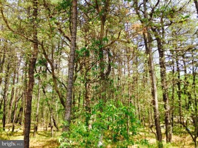 295 Mount Misery Rd, Browns Mills, NJ 08015 - photo 6