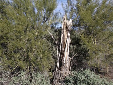 Natural vegetation