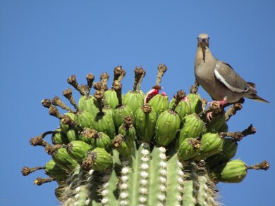 Bird on Cactus