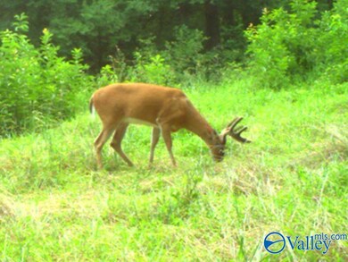 80 ACRES Upper Hurricane Rd, New Market, AL 35761 - photo 4