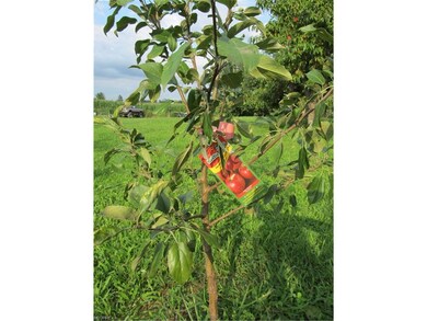 Newly planted Apple tree, not pictured are 2 matur