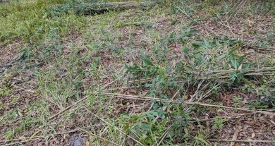 12730 Eola Ave, New Port Richey, FL 34654 - photo 4