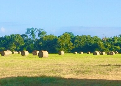 Improved hay pasture