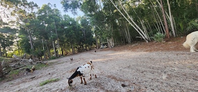 3335 Dellwood Rd, Loxahatchee, FL 33470 - photo 4