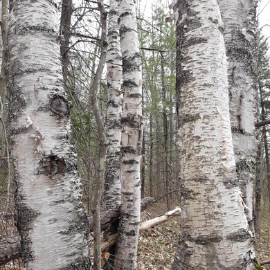 Birch
