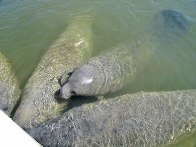Manatee baby at the dock