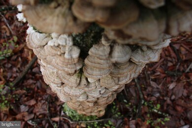 0 Jerome Rd unit VASH2001484, Mount Jackson, VA 22842 - photo 7