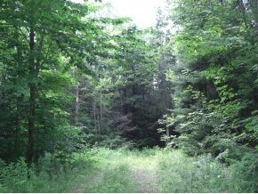 Looking Back toward Rt 100