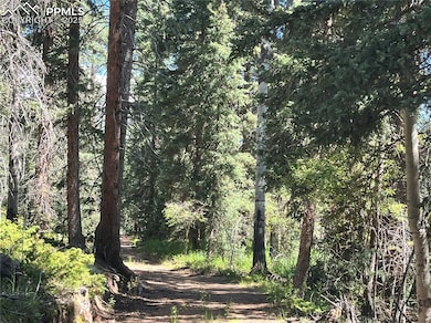 View of tree filled property / driveway