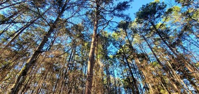 TBD Farm To Market Road 850, Arp, TX 75750 - photo 4