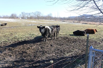 mooovelous neighbors