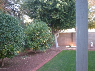 Backyard Citrus Trees