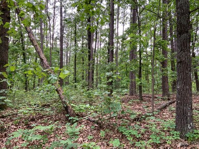 Wooded leave all the trees you want to!