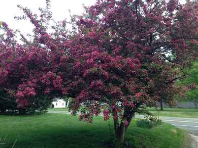 Crab Apple Tree