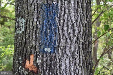 14109 Maple Ridge, Hancock, MD 21750 - photo 7