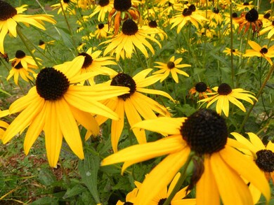 13 Sutton Place, Londonderry, NH 03053 - photo 7