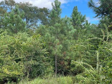 View of local wilderness