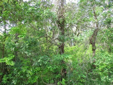 000 County Road 858, Brazoria, TX 77422 - photo 5