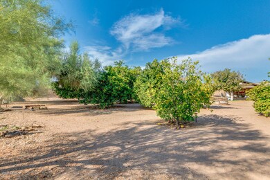 20 Mature Fruit Trees