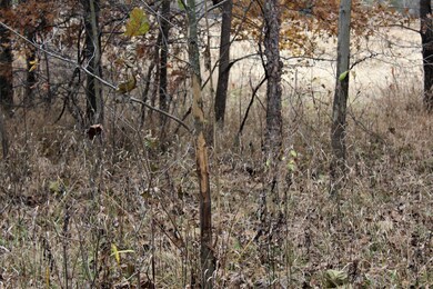 IMG_4785 (2)