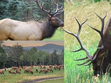 26271 Richmond Hill Rd, Conifer, CO 80433 - photo 7