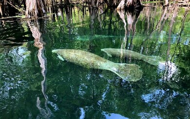 Manatees in crystal clear Ichetucknee River