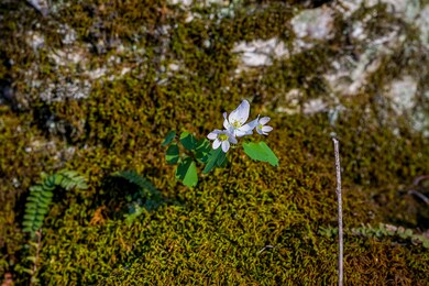 302 Spring Woods Rd, Dittmer, MO 63023 - photo 6