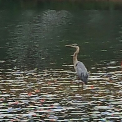 31 Lakeview Ave, Mansfield, MA 02048 - photo 5