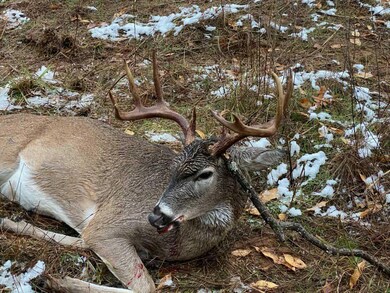 deer on property