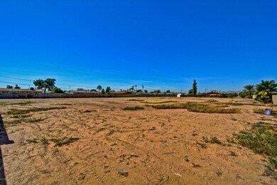 Ocotillo (3)