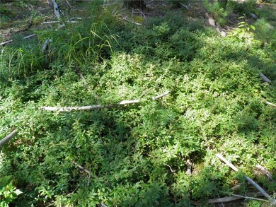 Blueberry patch