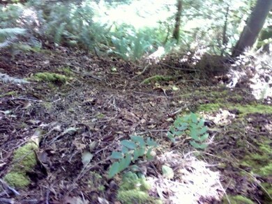 28 Mt Index Dr, Index, WA 98256 - photo 6