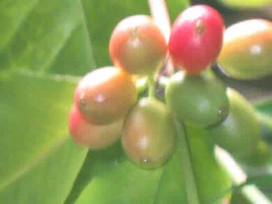 world class Kona coffee cherry