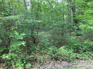 00 John Burch .path in woods. 2. . PG
