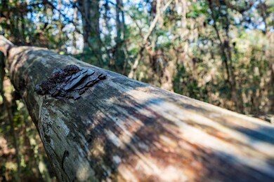 1011 Hunters Creek Way, Hockley, TX 77447 - photo 7