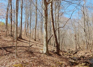 0 Deer Tracks Ln unit 750781, Misc., NC 27022 - photo 4