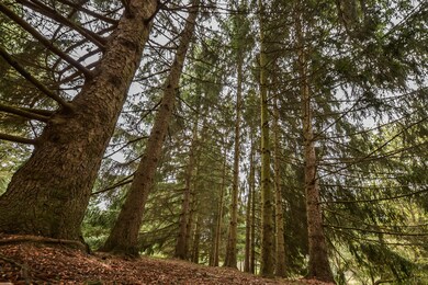 8905 Dexter-Chelsea Rd, Dexter, MI 48130 - photo 7