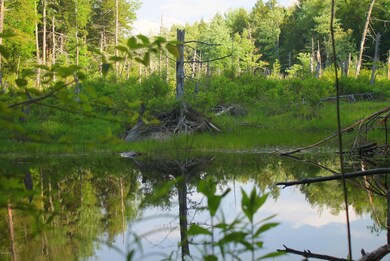 Marsh view