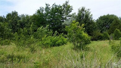 ROWS OF TREES