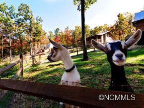 Goats welcome