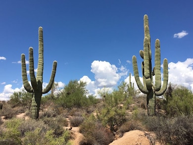 cactus6