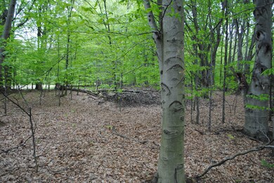 BEECH TREES