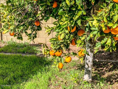 orange tree