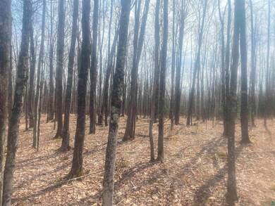 View of nature with a wooded view
