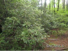 Natural Plants